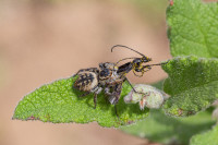 /album/foto-adriano/ragno-carhotus-viduus-salticidae-jpg/